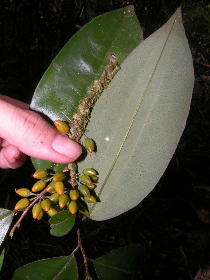 Erythroxylum gracilipes fruit