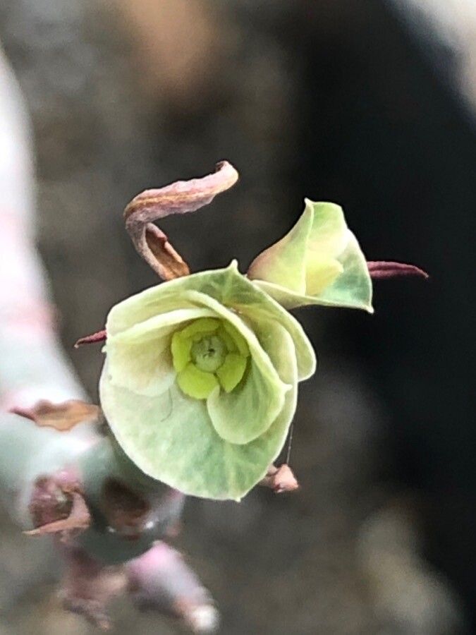 Euphorbia septentrionalis flower
