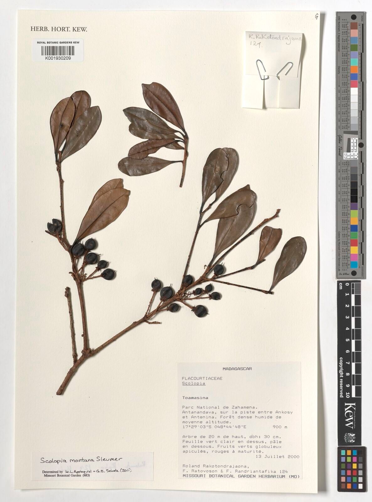 Scolopia montana — search result for 'Scolopia'