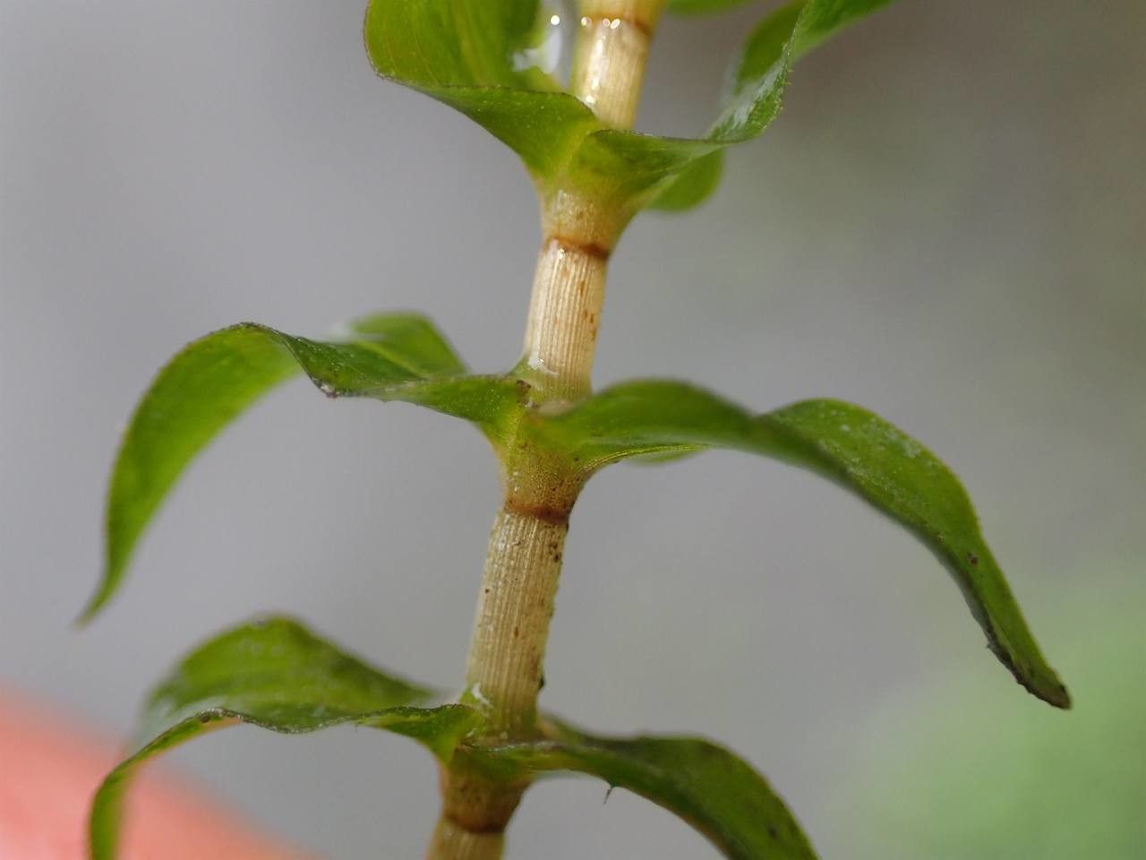 Groenlandia densa bark