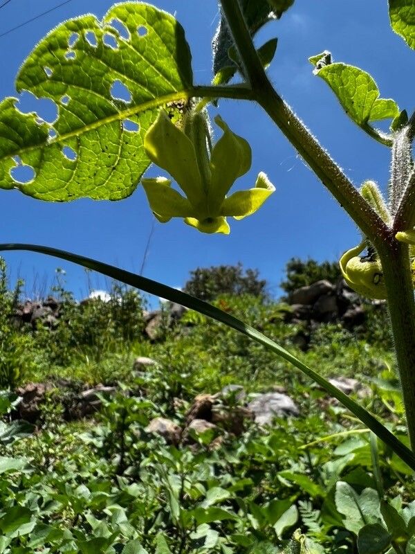 Nectouxia formosa — search result for 'Solanaceae'
