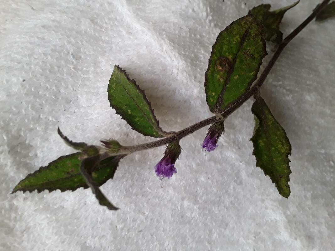 Lepidaploa salzmannii flower