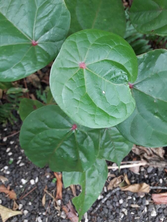Hernandia sonora leaf