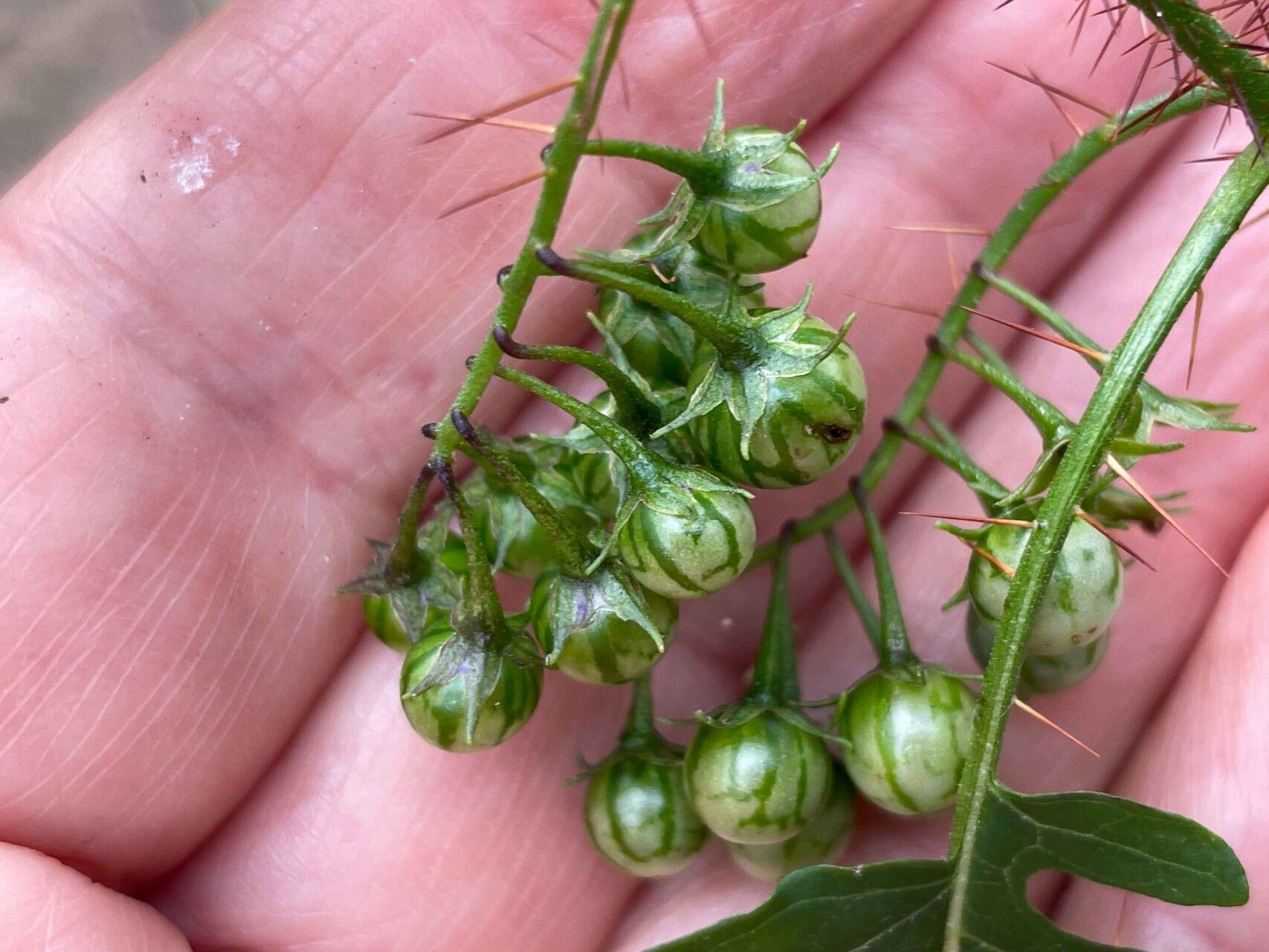 Solanum coracinum fruit