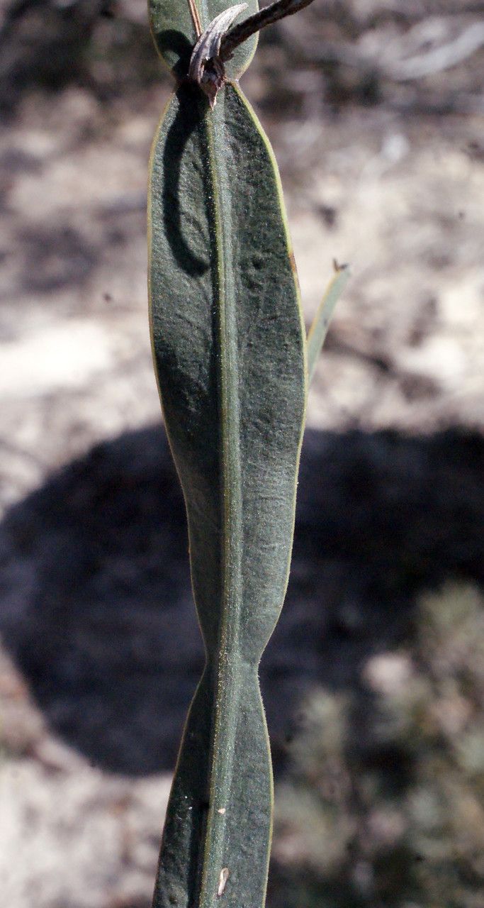Dampiera lindleyi leaf