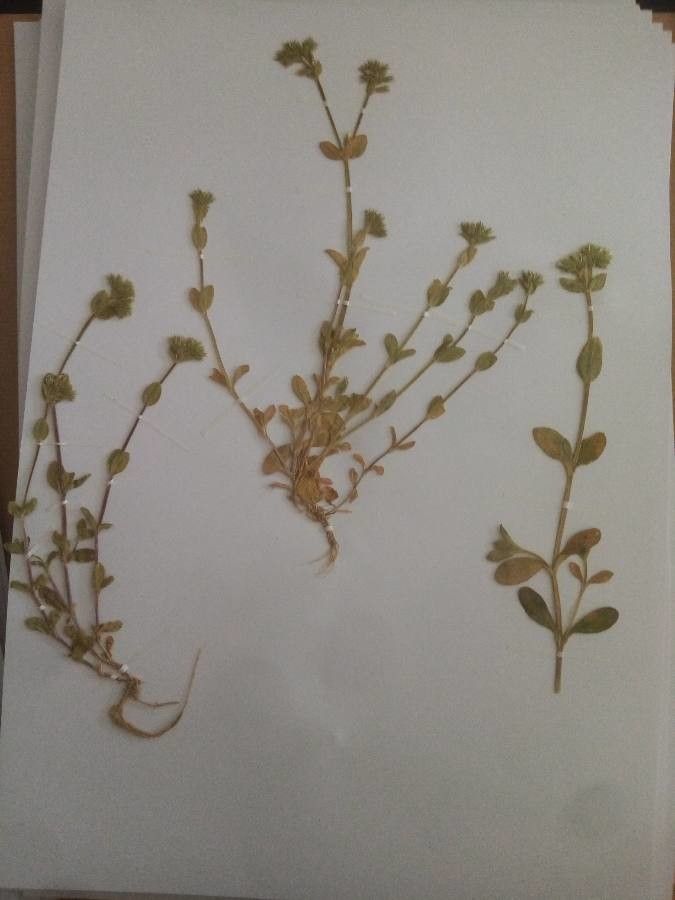 Cerastium brachypetalum — search result for 'Cerastium'