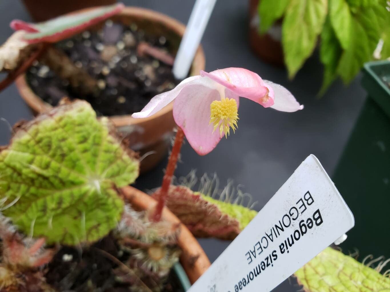 Begonia longiciliata flower