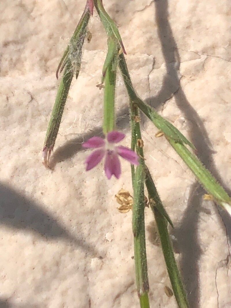 Dianthus nudiflorus flower