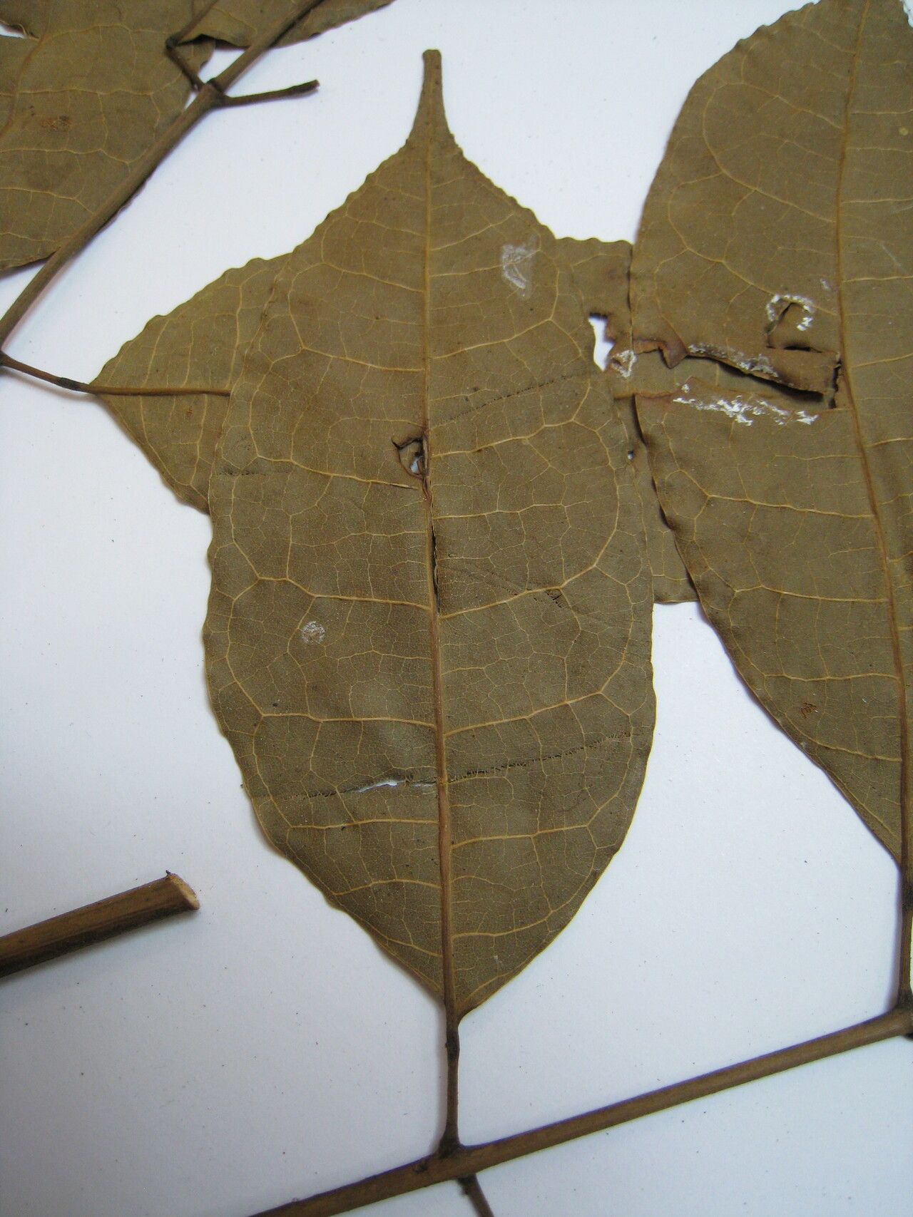 Protium spruceanum other