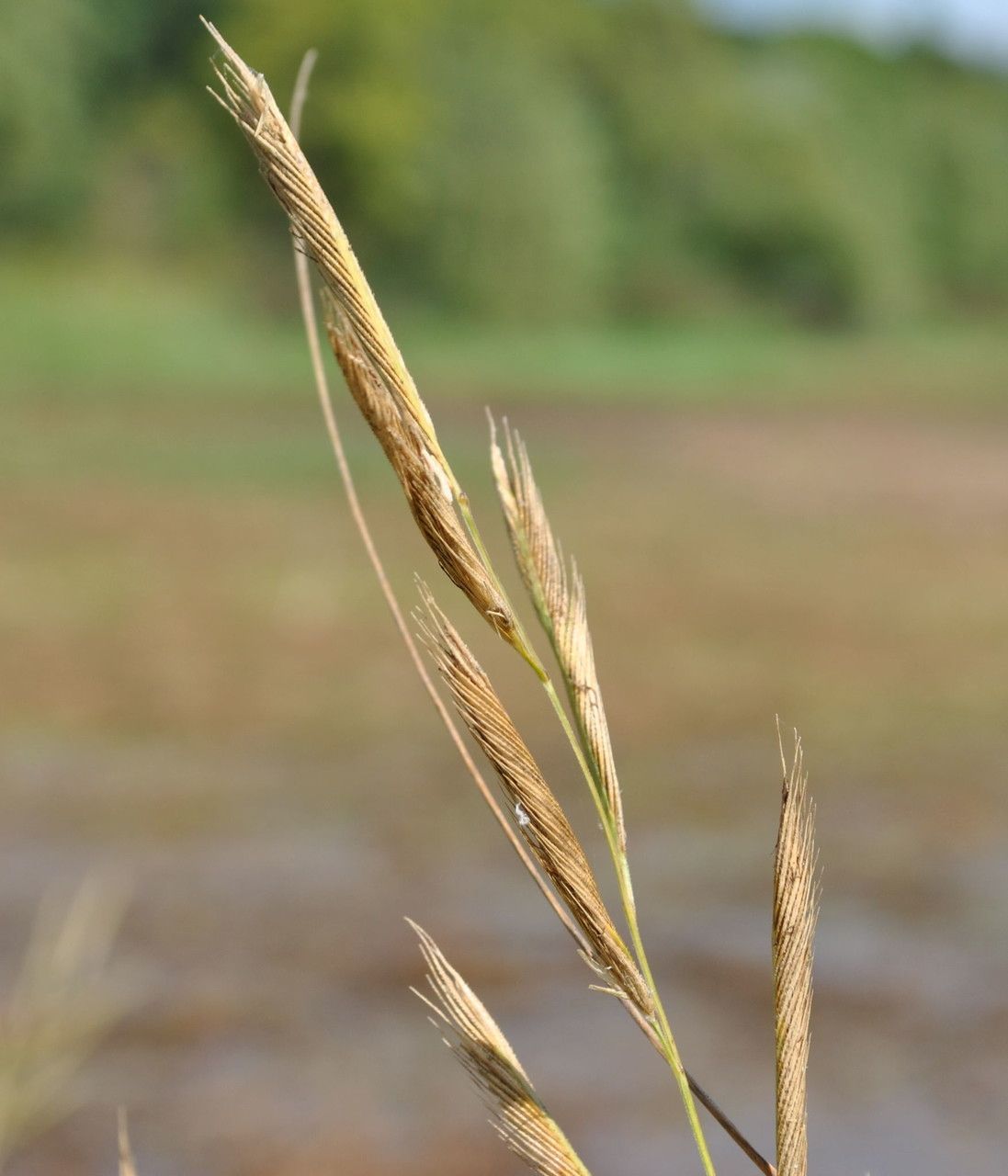Spartina pectinata fruit