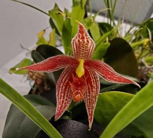 Paphinia posadarum — houseplant care guide