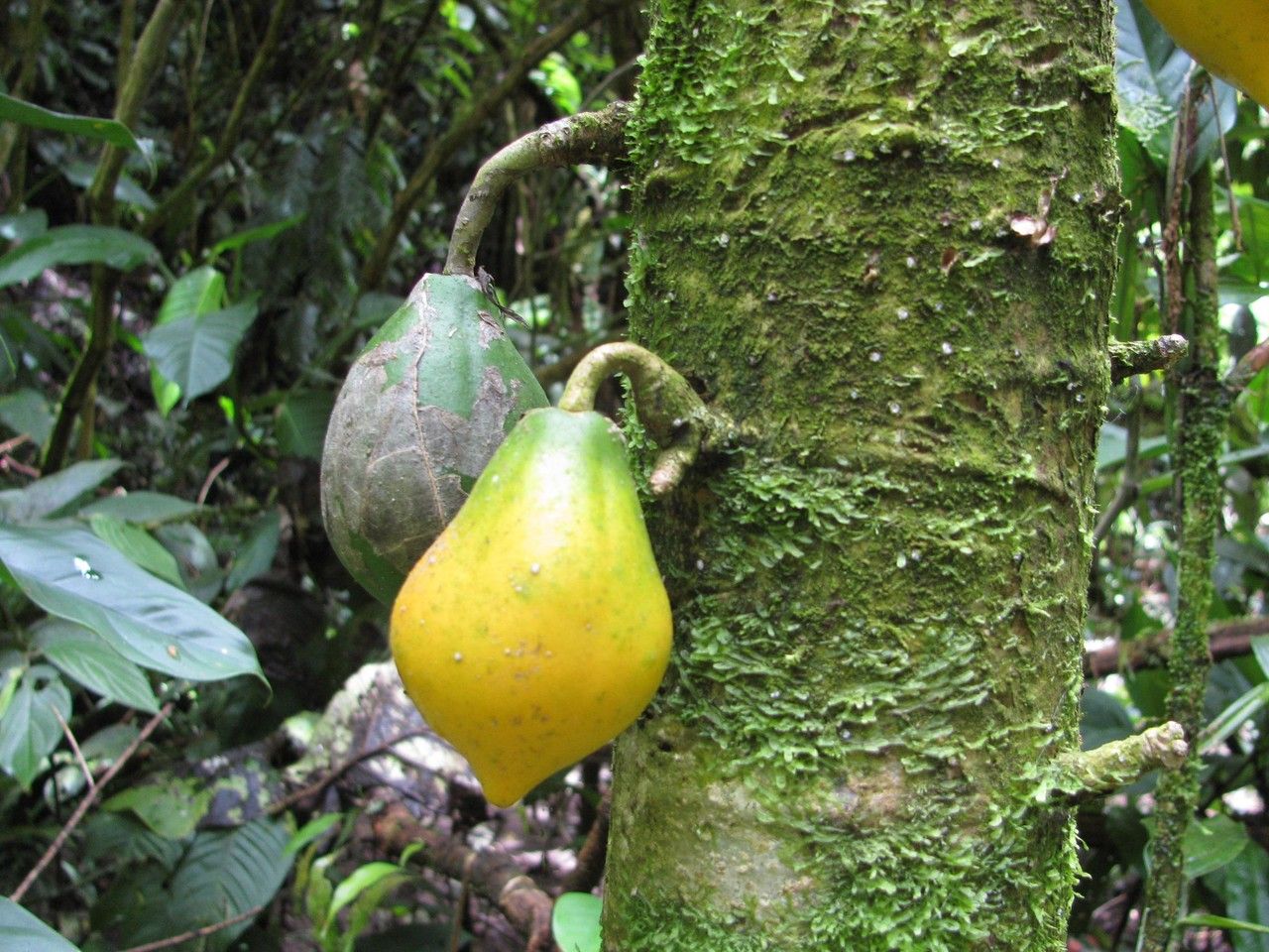 Vasconcellea cauliflora fruit