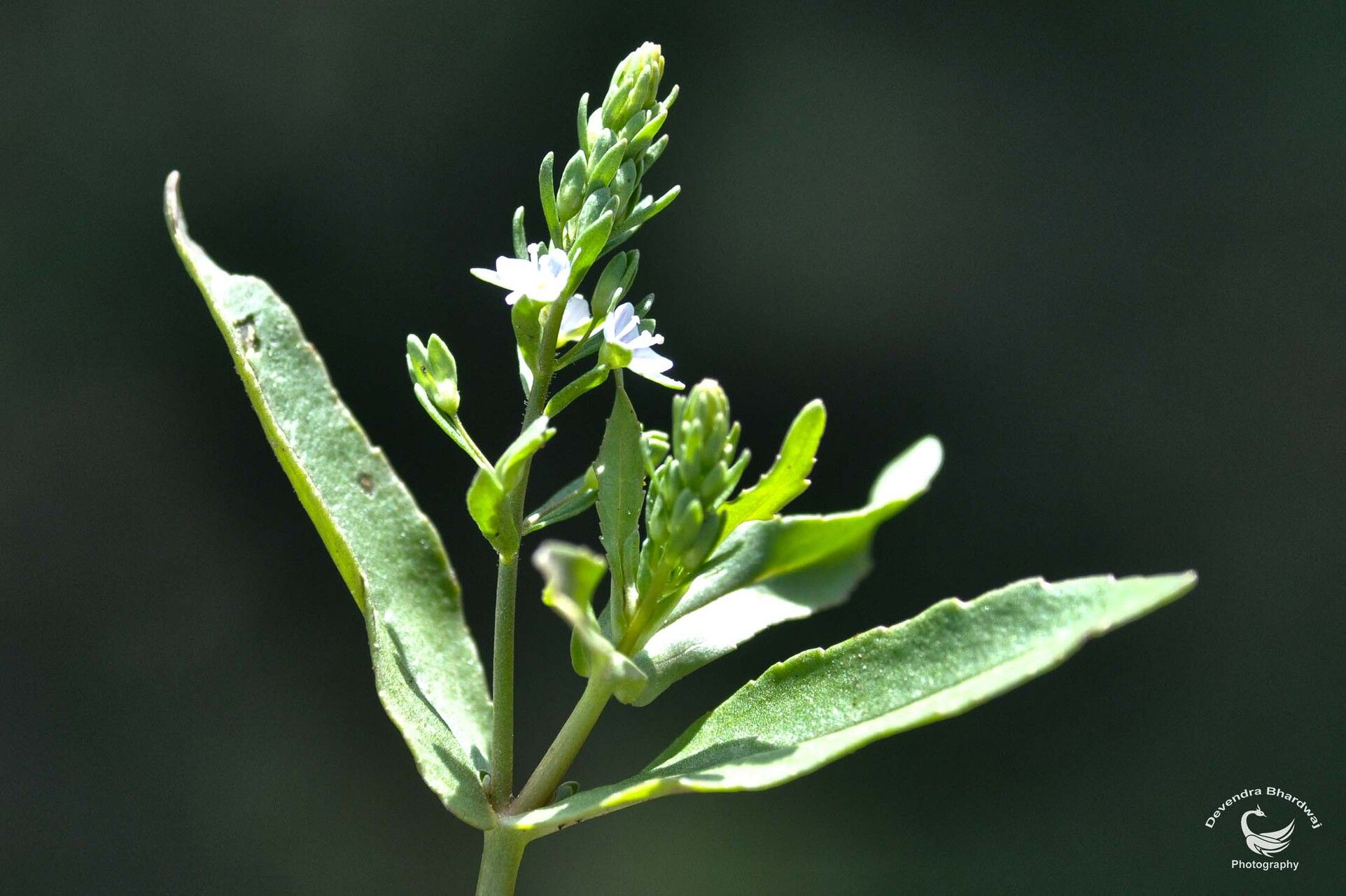 Veronica undulata — houseplant care guide