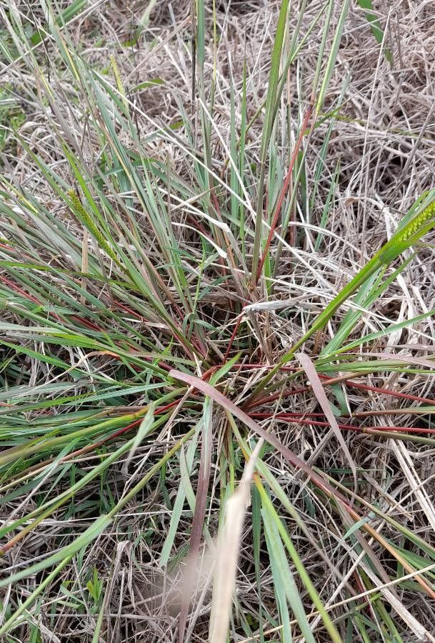 Setaria leucopila habit