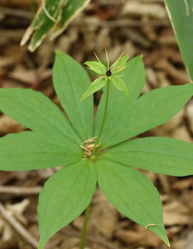 Paris verticillata — related species from the same genus