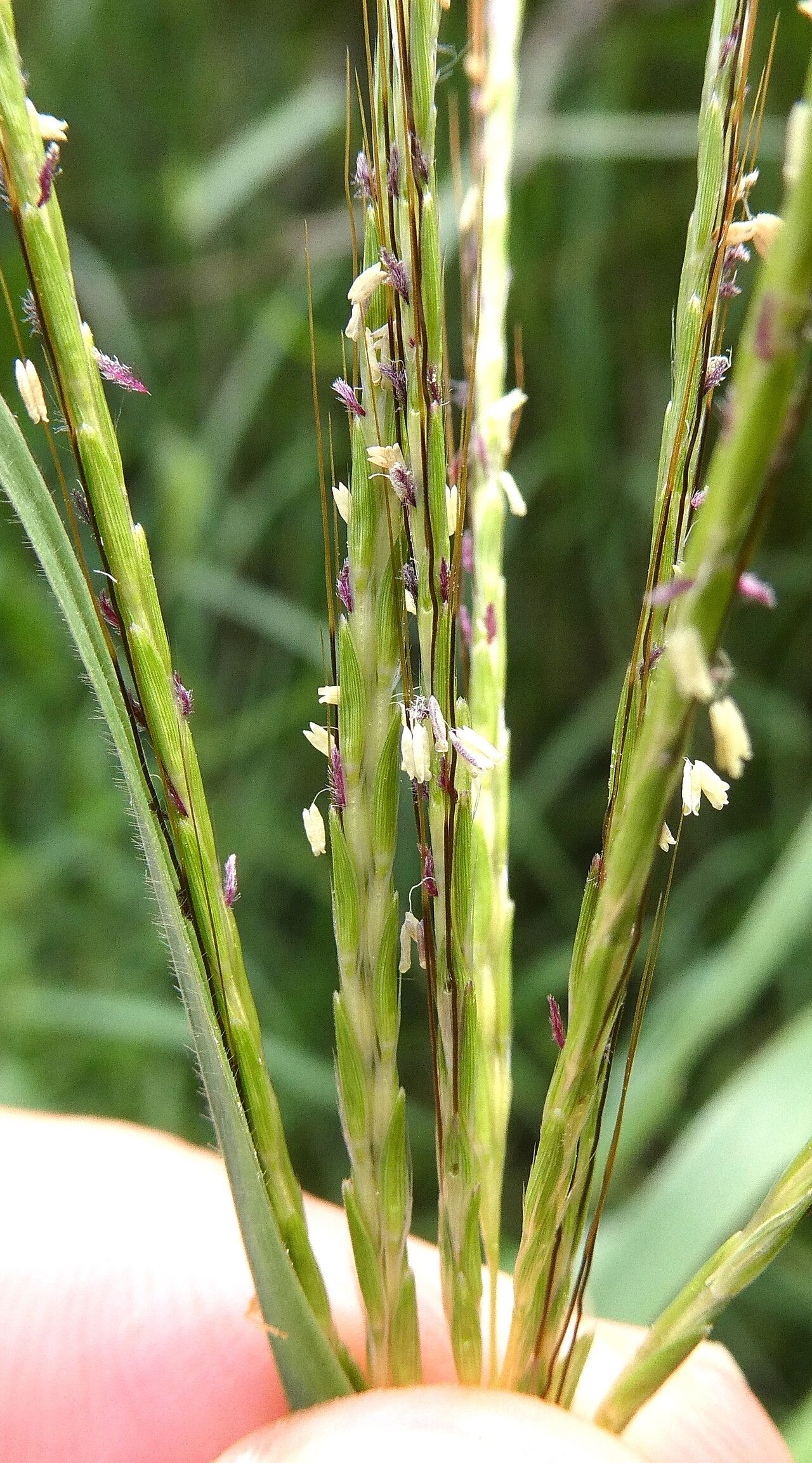 Bothriochloa pertusa flower