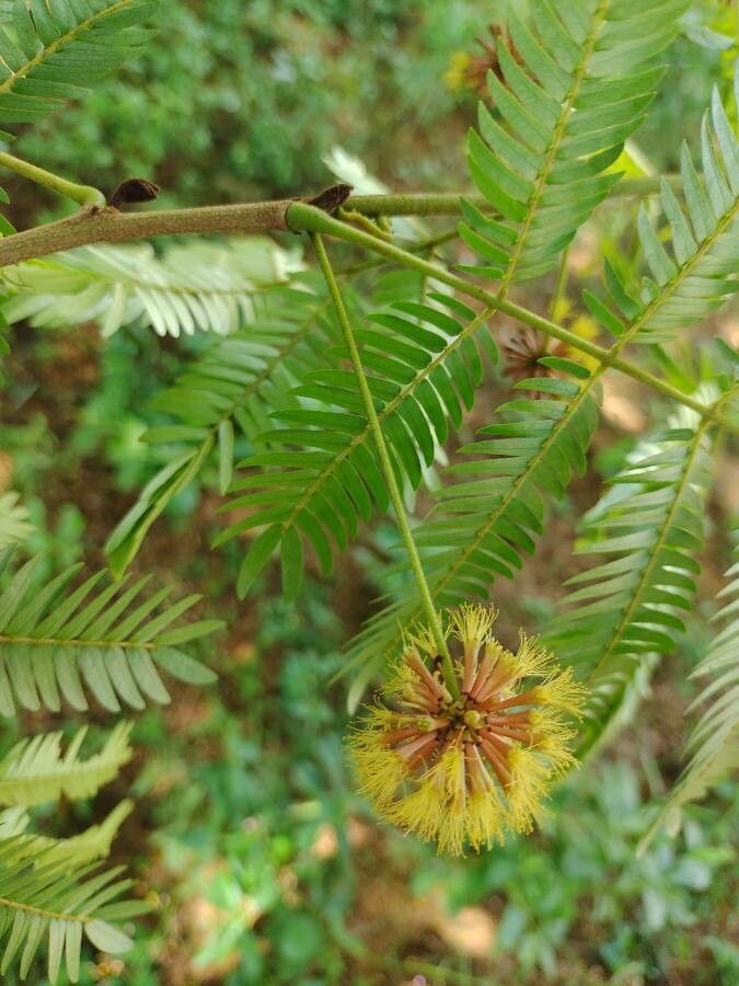 Cojoba sophorocarpa flower