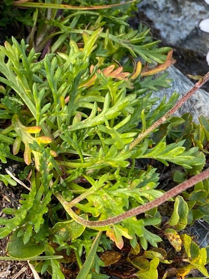 Leucanthemopsis alpina leaf