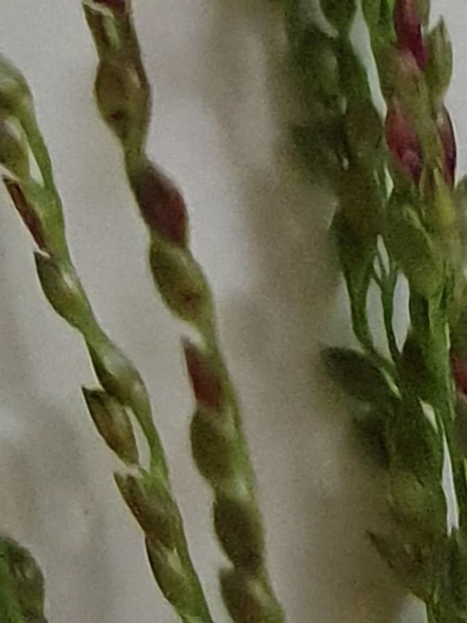 Digitaria velutina fruit