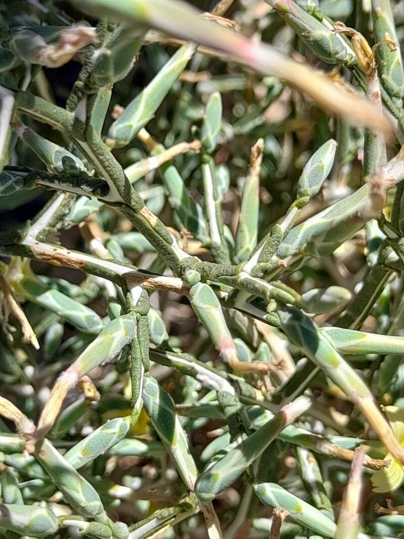 Lactuca orientalis bark