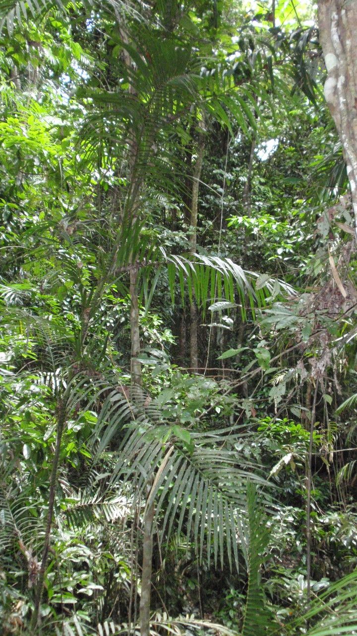 Calamus australis habit