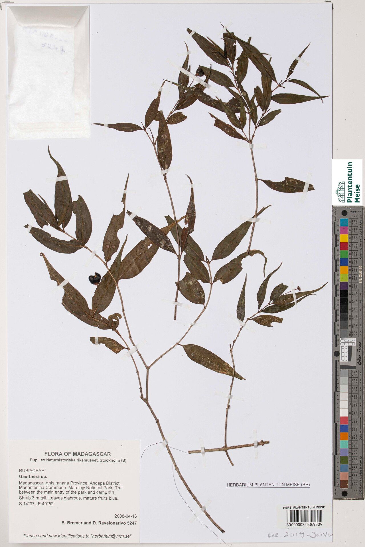 Gaertnera bambusifolia — related species from the same genus