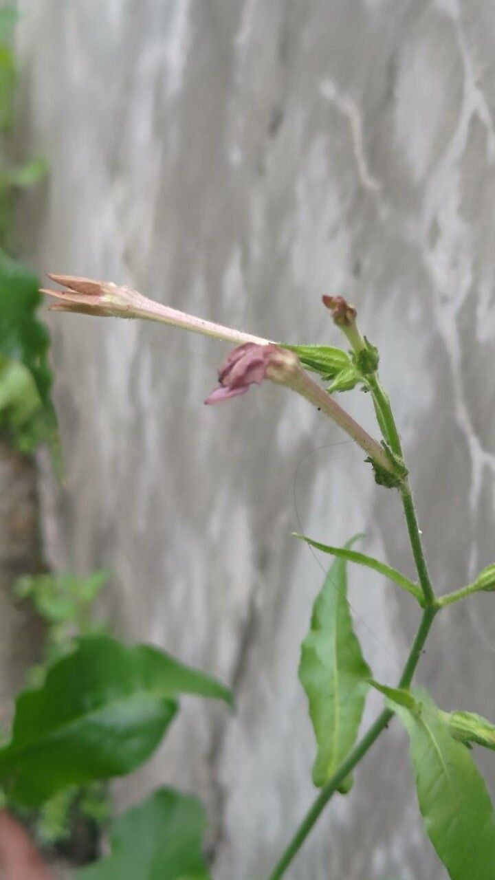 Nicotiana plumbaginifolia flower