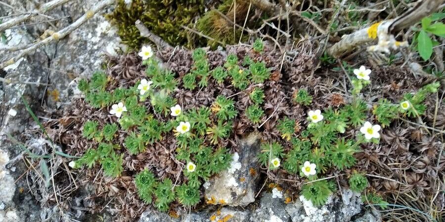 Saxifraga moncayensis habit
