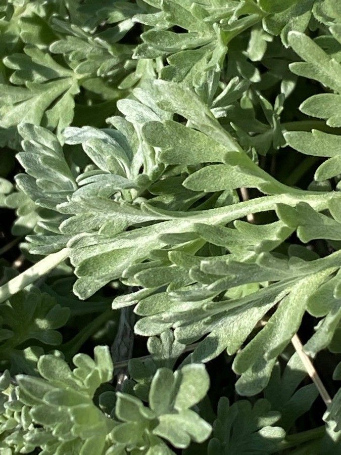 Artemisia vallesiaca leaf