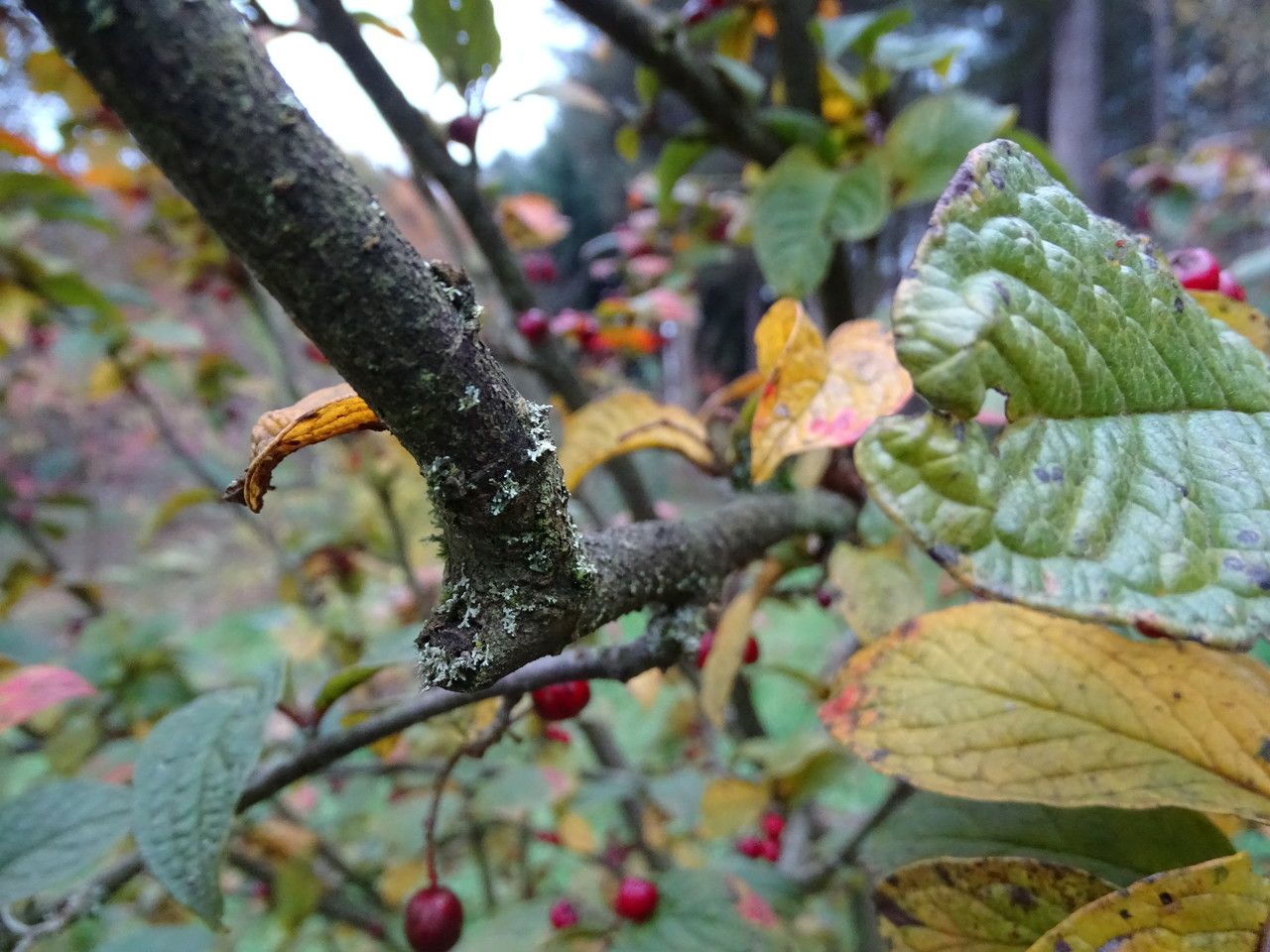 Cotoneaster rehderi bark