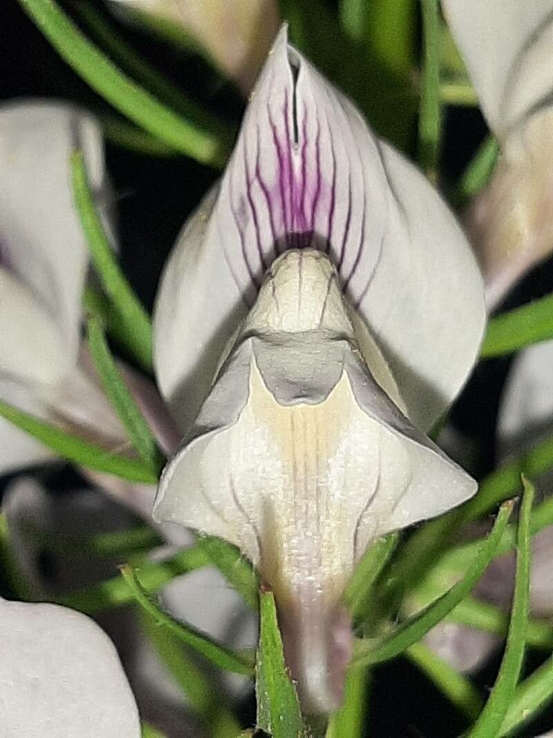 Misopates calycinum flower