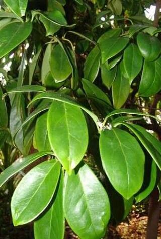 Illicium lanceolatum — related species from the same genus
