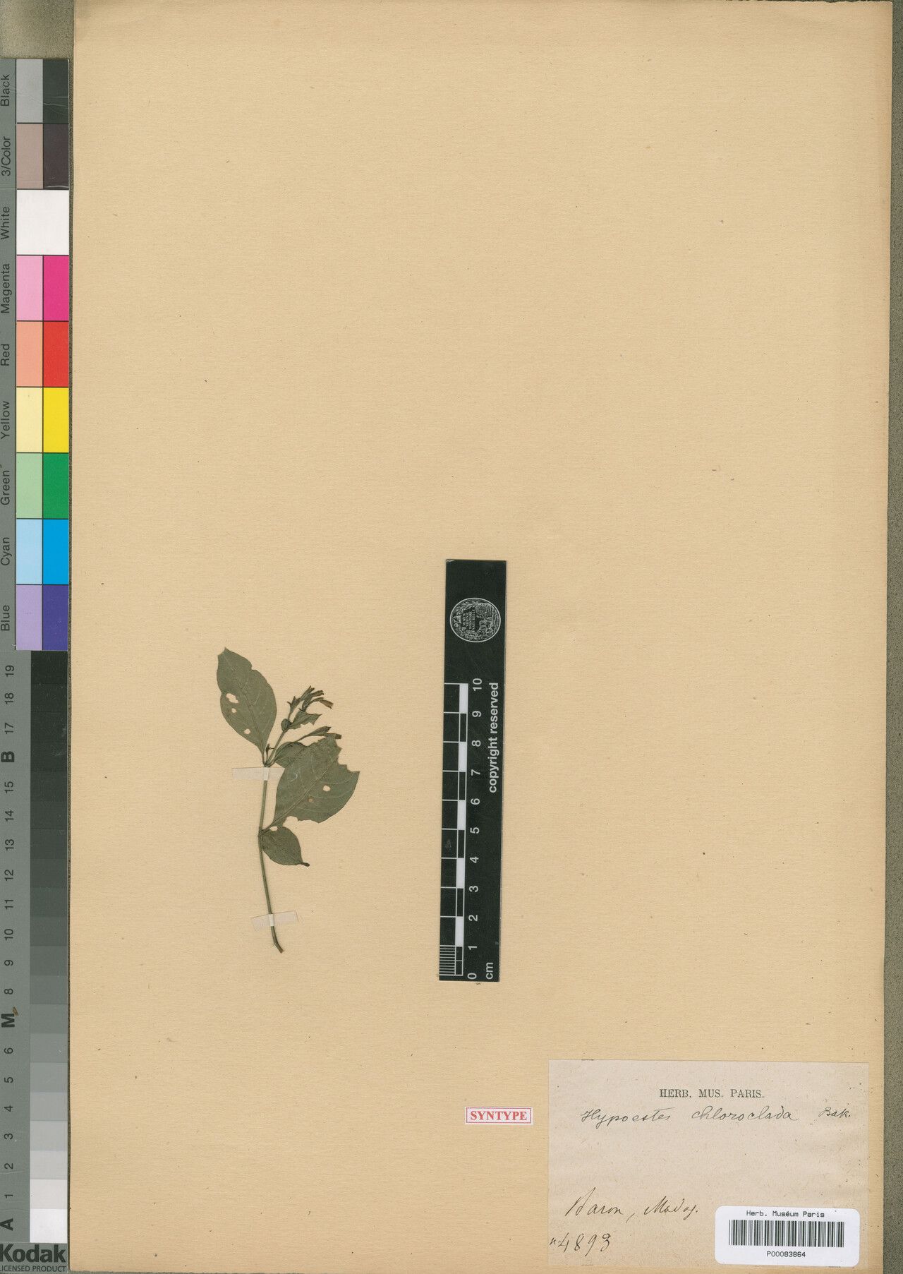 Hypoestes chloroclada — houseplant care guide