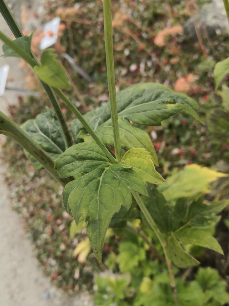 Rudbeckia glaucescens — houseplant care guide