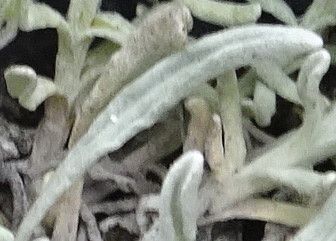 Belloa erythractis — related species from the same genus