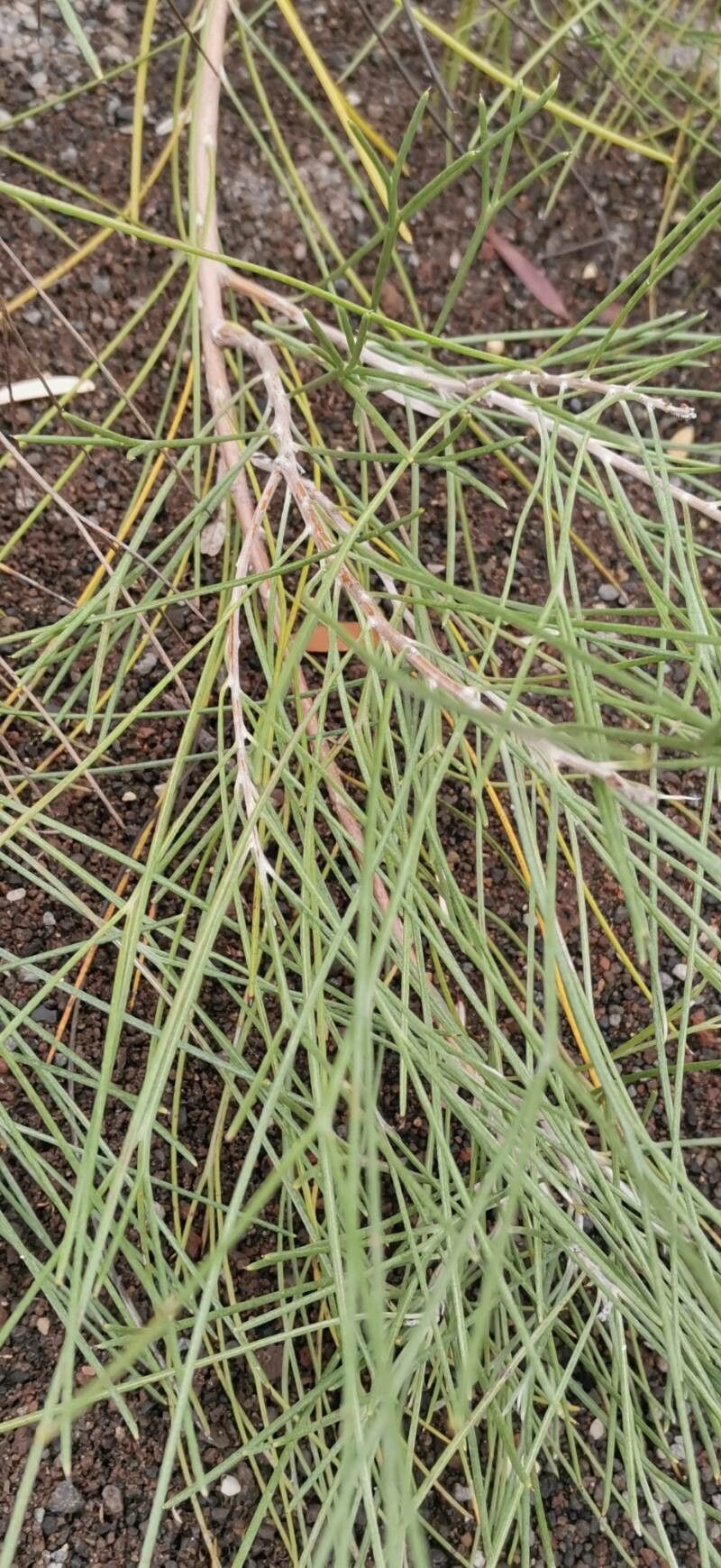 Hakea orthorrhyncha leaf