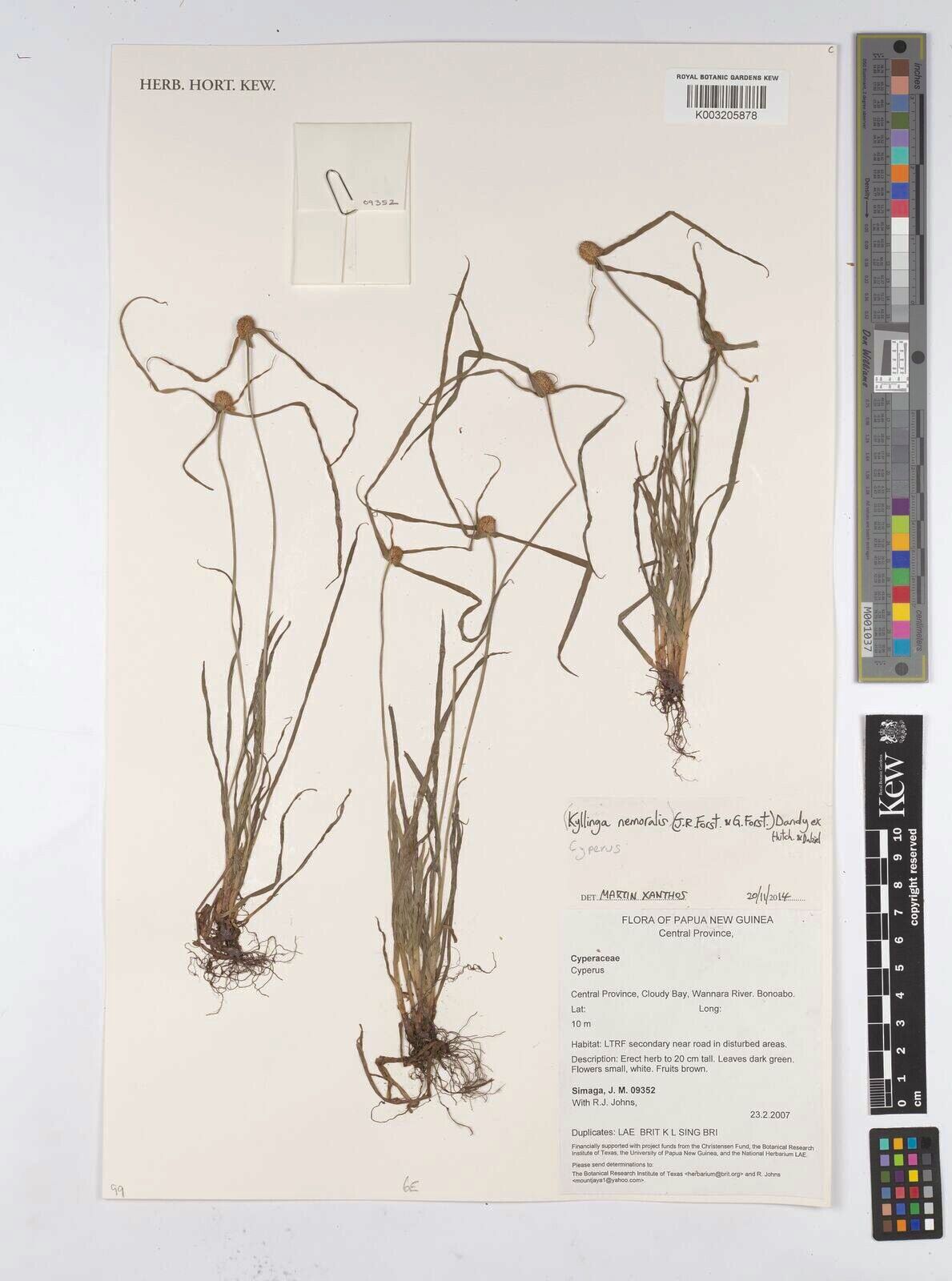 Cyperus nemoralis — houseplant care guide