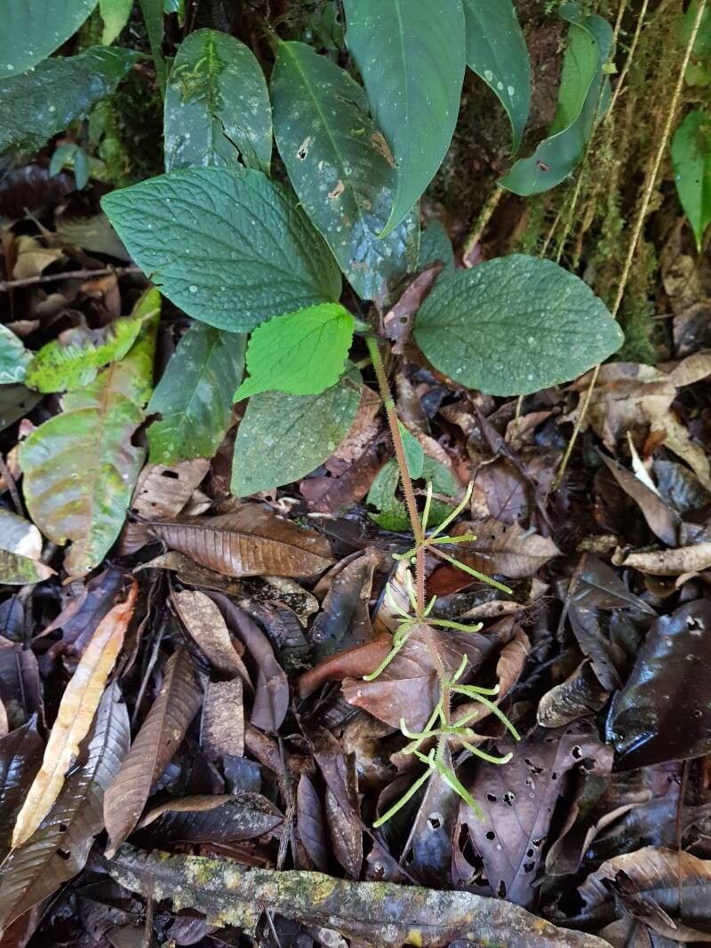 Peperomia guapilesiana leaf