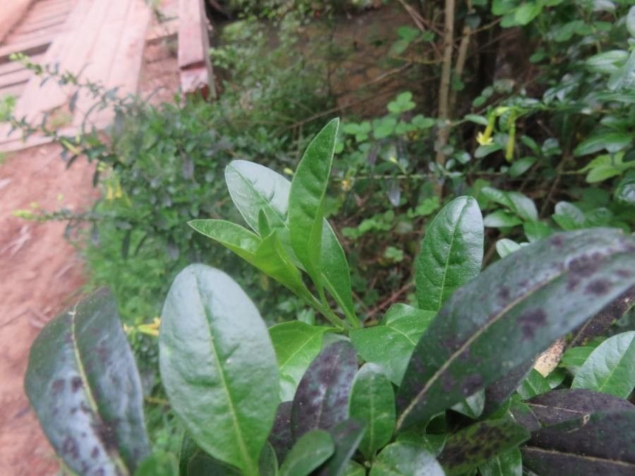 Vestia foetida — search result for 'Fuchsia'