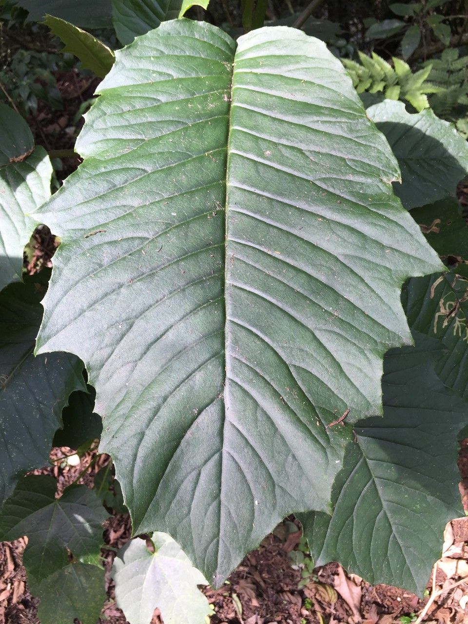 Alternanthera pycnantha leaf