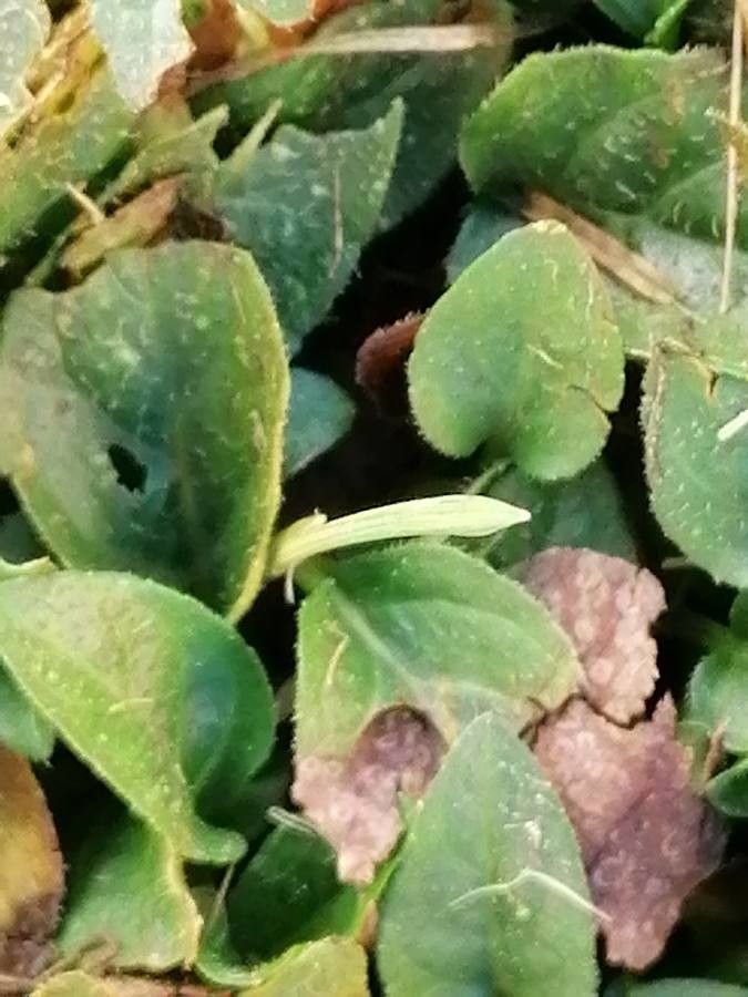 Alternanthera caracasana leaf