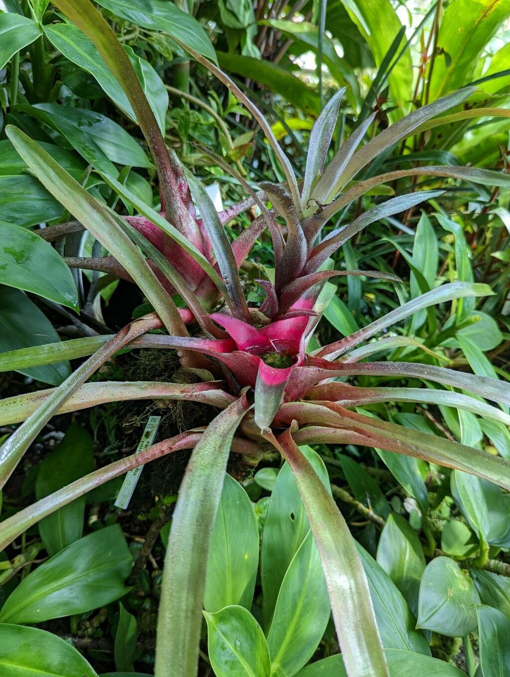 Neoregelia pineliana habit