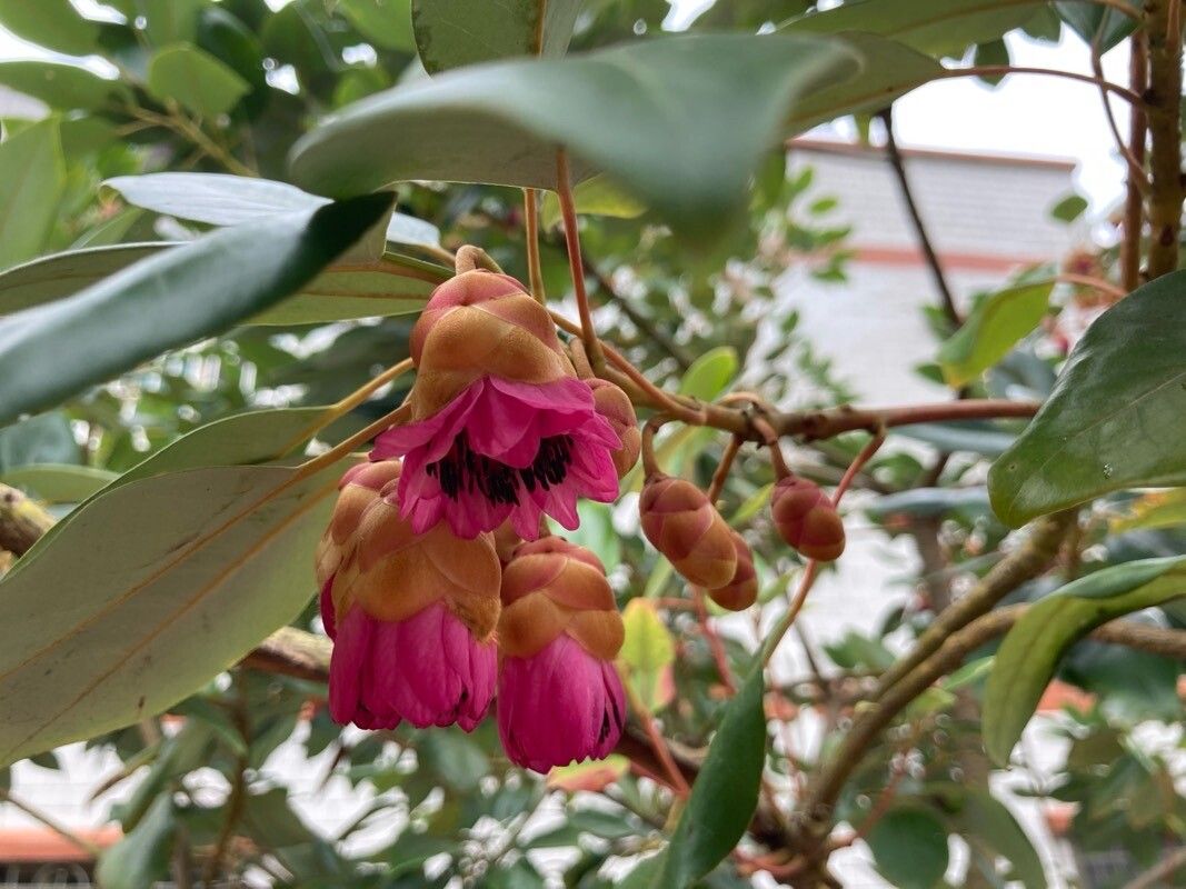 Rhodoleia championii flower