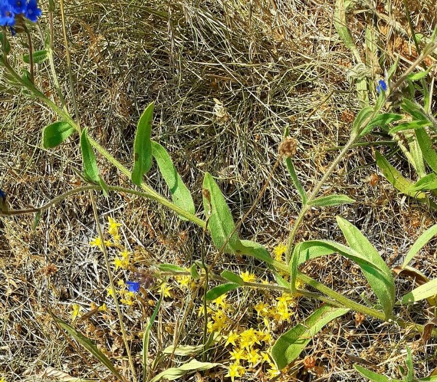 Anchusa officinalis leaf