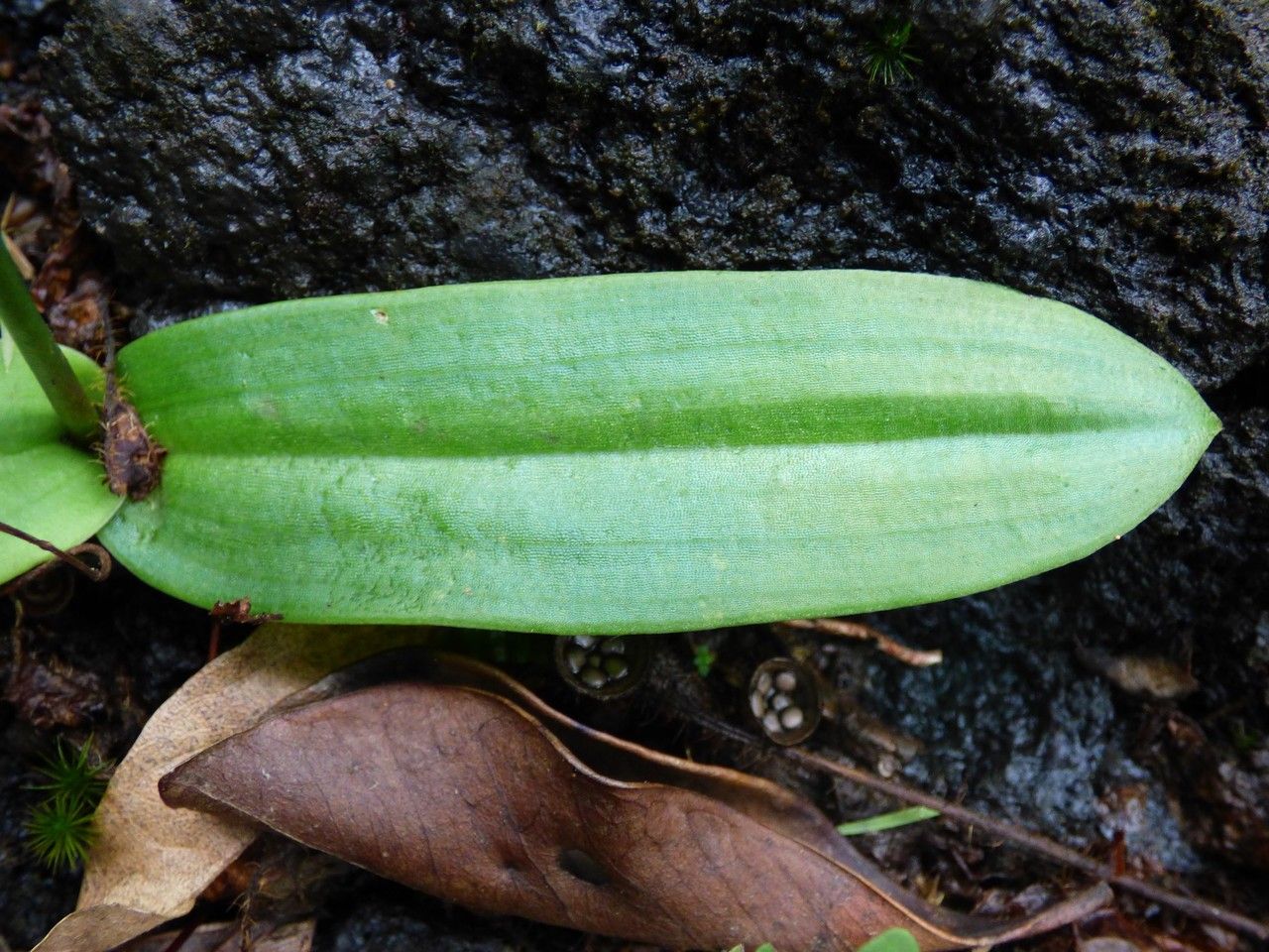 Cynorkis fastigiata — houseplant care guide