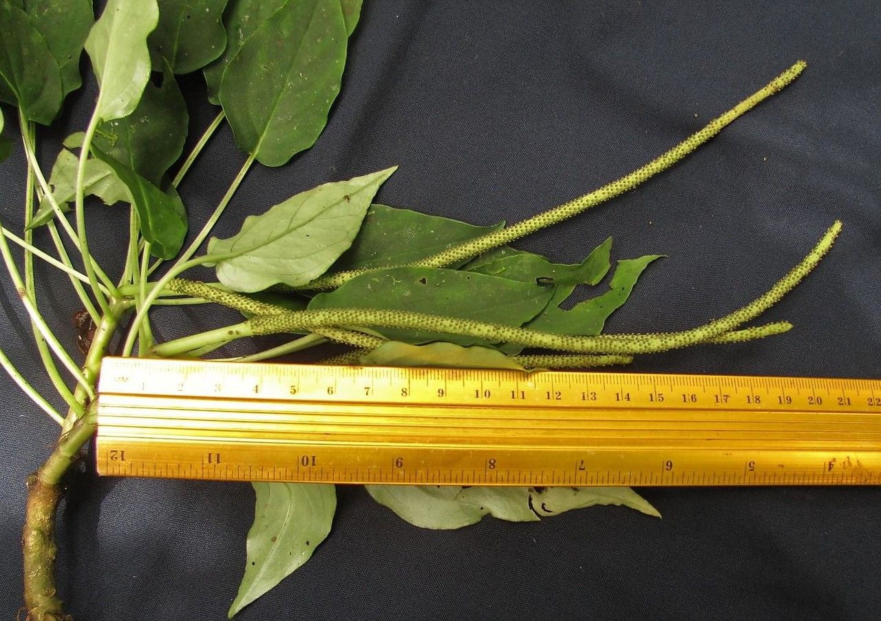 Peperomia lignescens bark