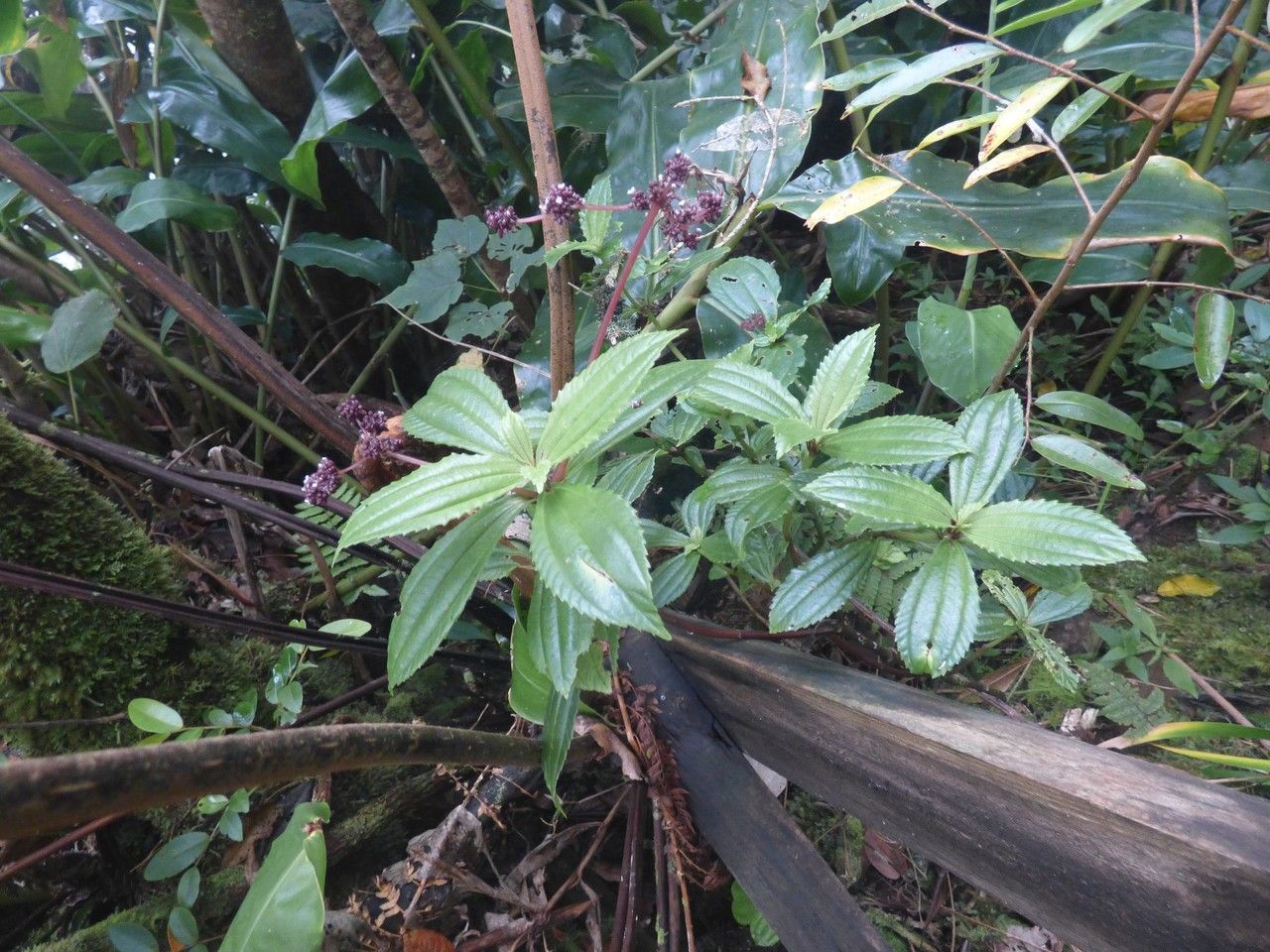 Pilea umbellata habit