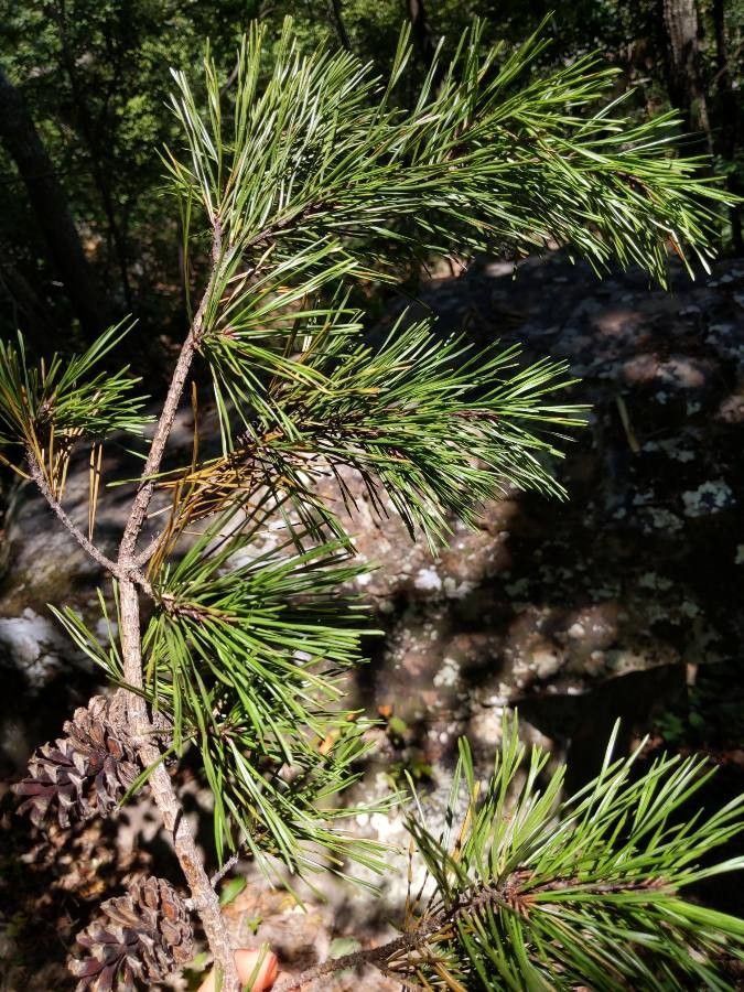Pinus echinata leaf