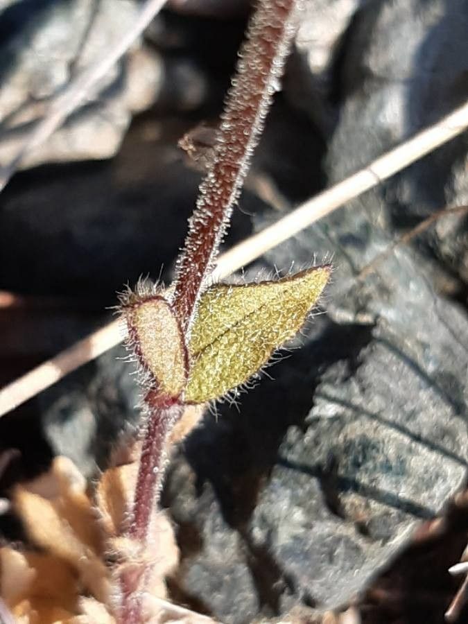 Cerastium ligusticum — search result for 'Ligusticum'