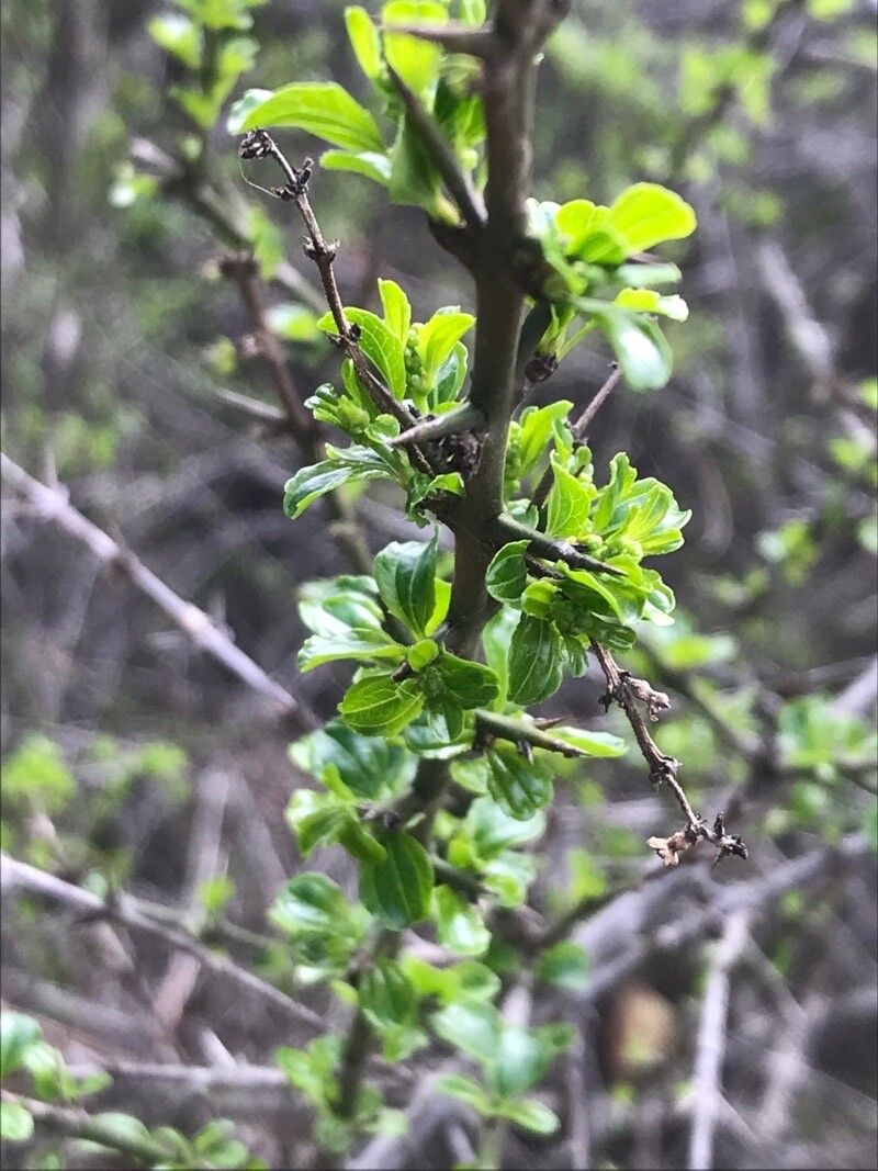 Retanilla trinervia leaf